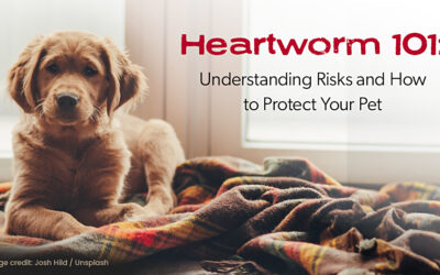 Heartworm 101: Understanding Risks and How to Protect Your Pet