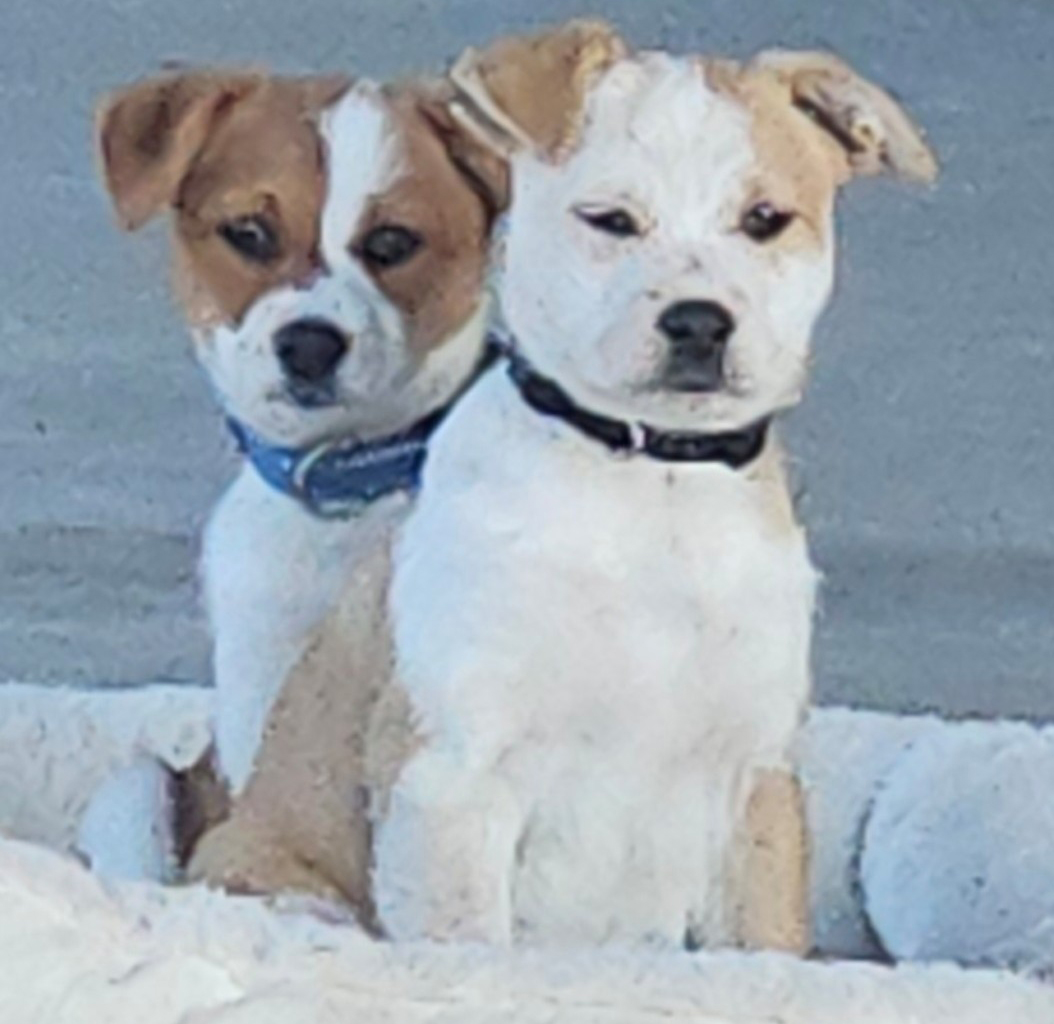 dog and cat photo
