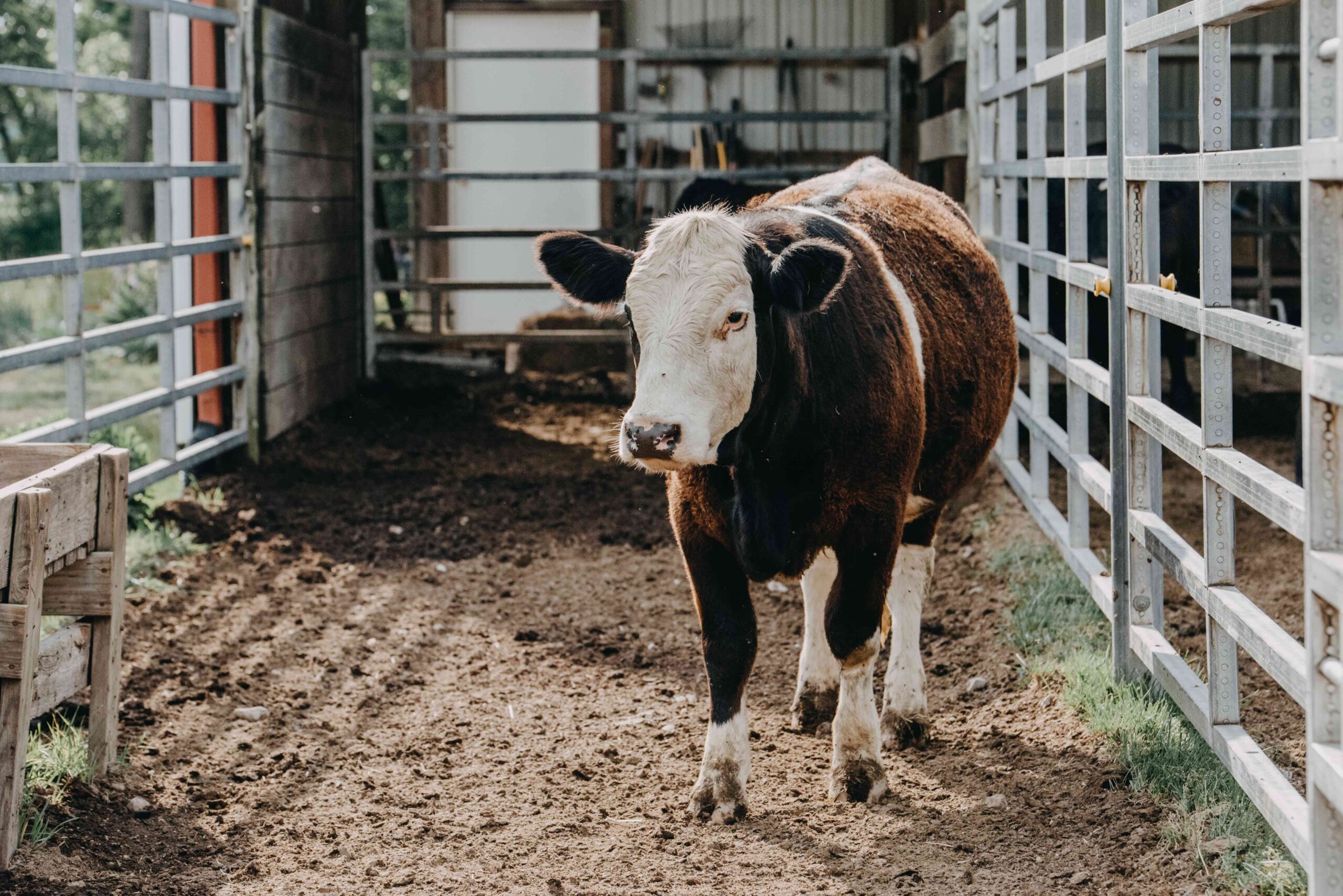 Large Animal Veterinary Services