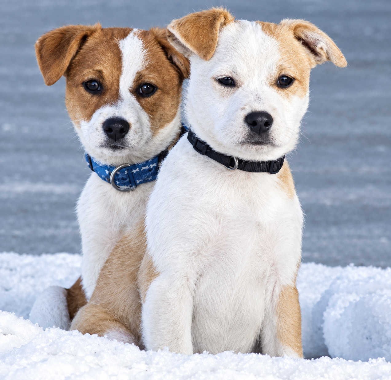 Small Animals - Two Puppies